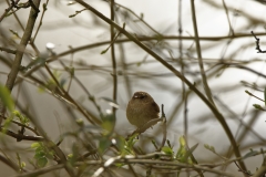 Wren