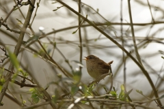 Wren