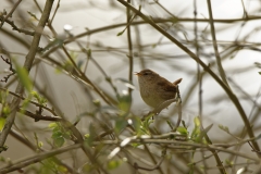 Wren