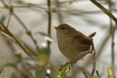 Singing Wren