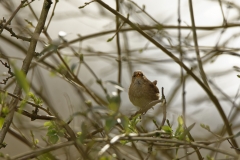 Wren