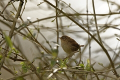 Wren