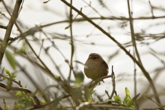 Wren