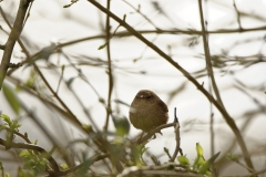 Wren