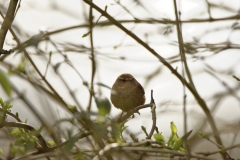 Wren