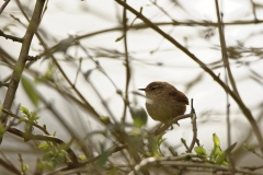 Wren