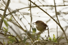 Wren