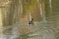 Moorhen