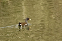 Moorhen