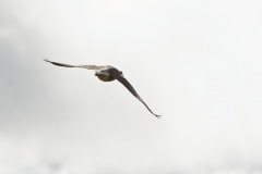 Greylag Goose in Flight