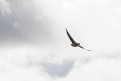 Greylag Goose in Flight