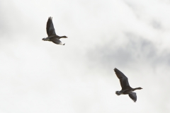 Greylag Geese in Flight