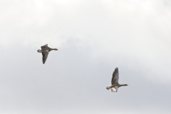 Greylag Geese in Flight