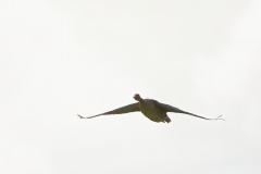 Greylag Goose in Flight