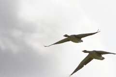 Greylag Geese in Flight