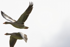 Greylag Geese in Flight