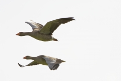 Greylag Geese in Flight