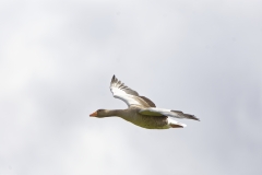 Greylag Goose in Flight