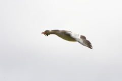 Greylag Goose in Flight