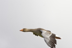 Greylag Goose in Flight