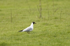 Black-headed Gull