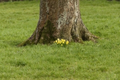 Daffodils at base of a Tree