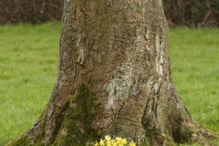 Daffodils at base of a Tree