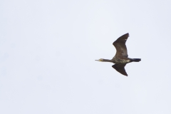 Cormorant in Flight