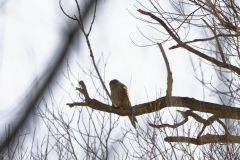 Male Kestrel