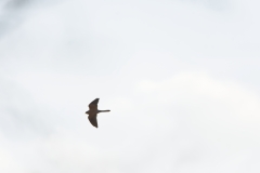 Male Kestrel in Flight