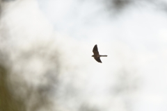 Male Kestrel in Flight