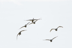 Swans in Flight