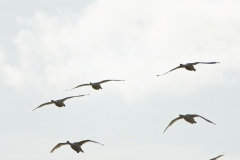 Swans in Flight