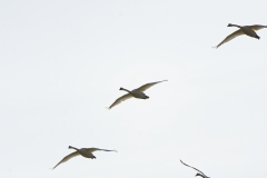 Swans in Flight