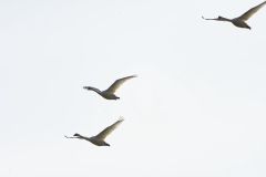 Swans in Flight