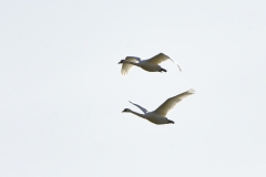 Swans in Flight