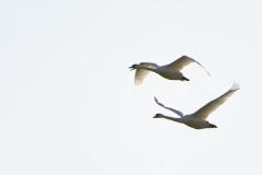 Swans in Flight