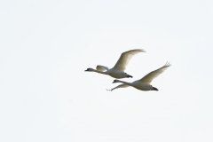 Swans in Flight