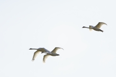 Swans in Flight