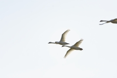 Swans in Flight