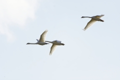 Swans in Flight