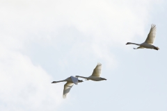 Swans in Flight