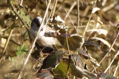 Long-tailed Tit