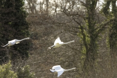 Swans in Flight