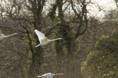 Swans in Flight