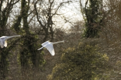 Swans in Flight