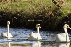 Swans