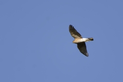 Sparrowhawk in Flight