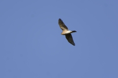 Sparrowhawk in Flight