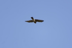 Sparrowhawk in Flight